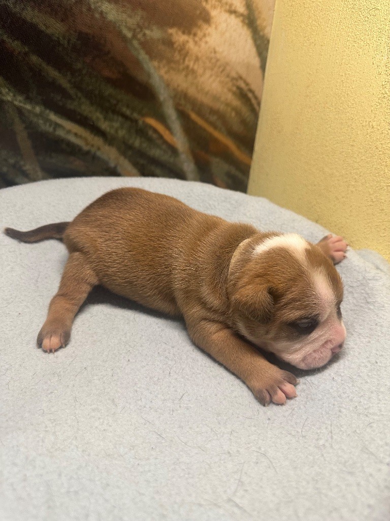 De La Roche De Balvenie - Chiot disponible  - Bulldog continental