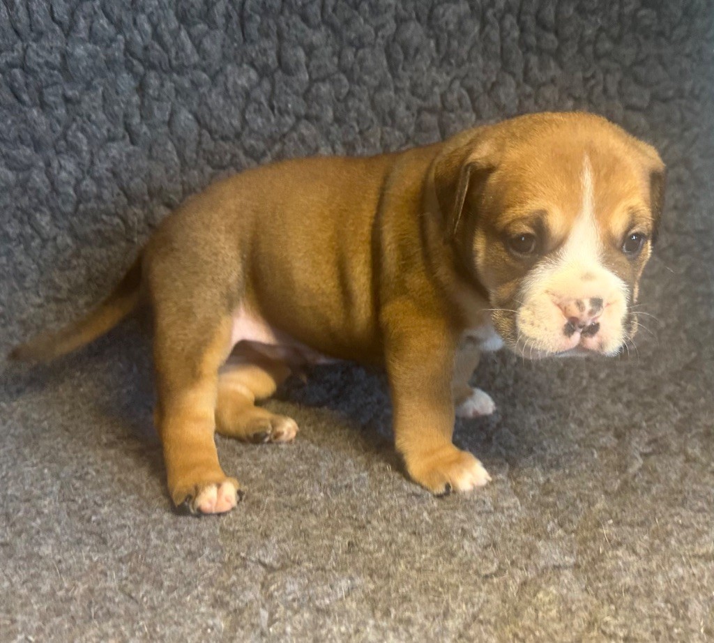 De La Roche De Balvenie - Chiot disponible  - Bulldog continental