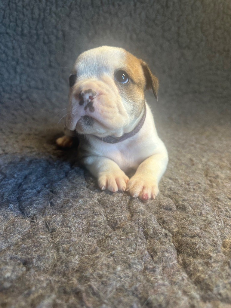 De La Roche De Balvenie - Chiot disponible  - Bulldog continental