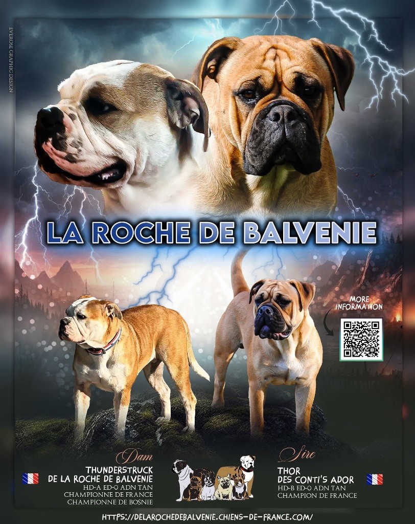 chiot Bulldog continental De La Roche De Balvenie