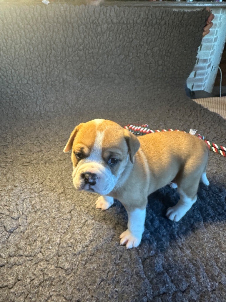 De La Roche De Balvenie - Chiot disponible  - Bulldog continental