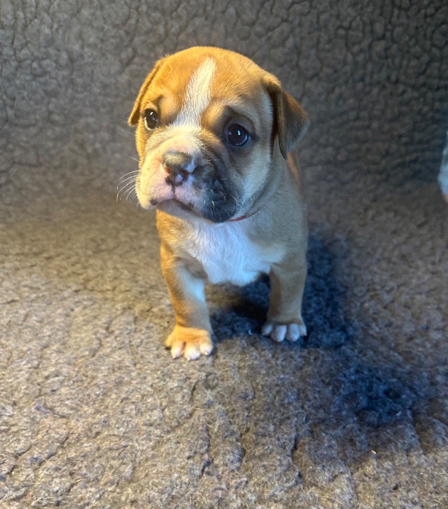 De La Roche De Balvenie - Chiot disponible  - Bulldog continental