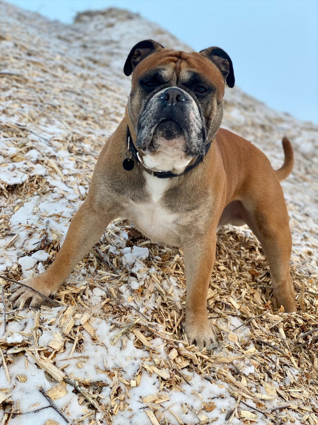 CH. colorbulls No Matter( aka Kuddel)