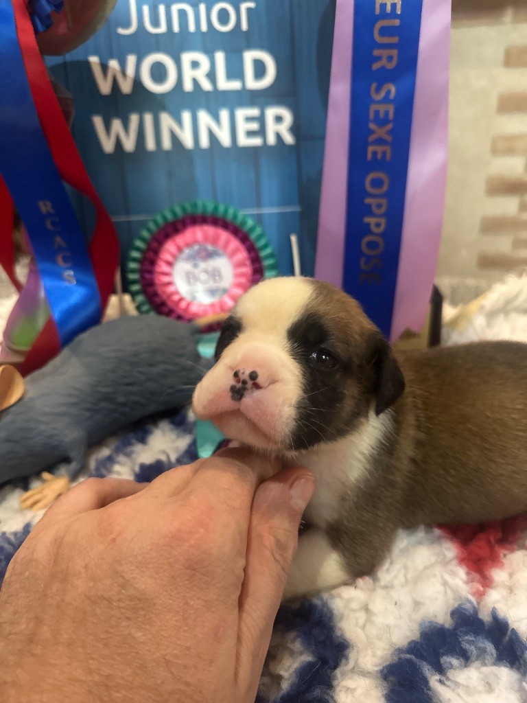 De La Roche De Balvenie - Chiots disponibles - Bulldog continental