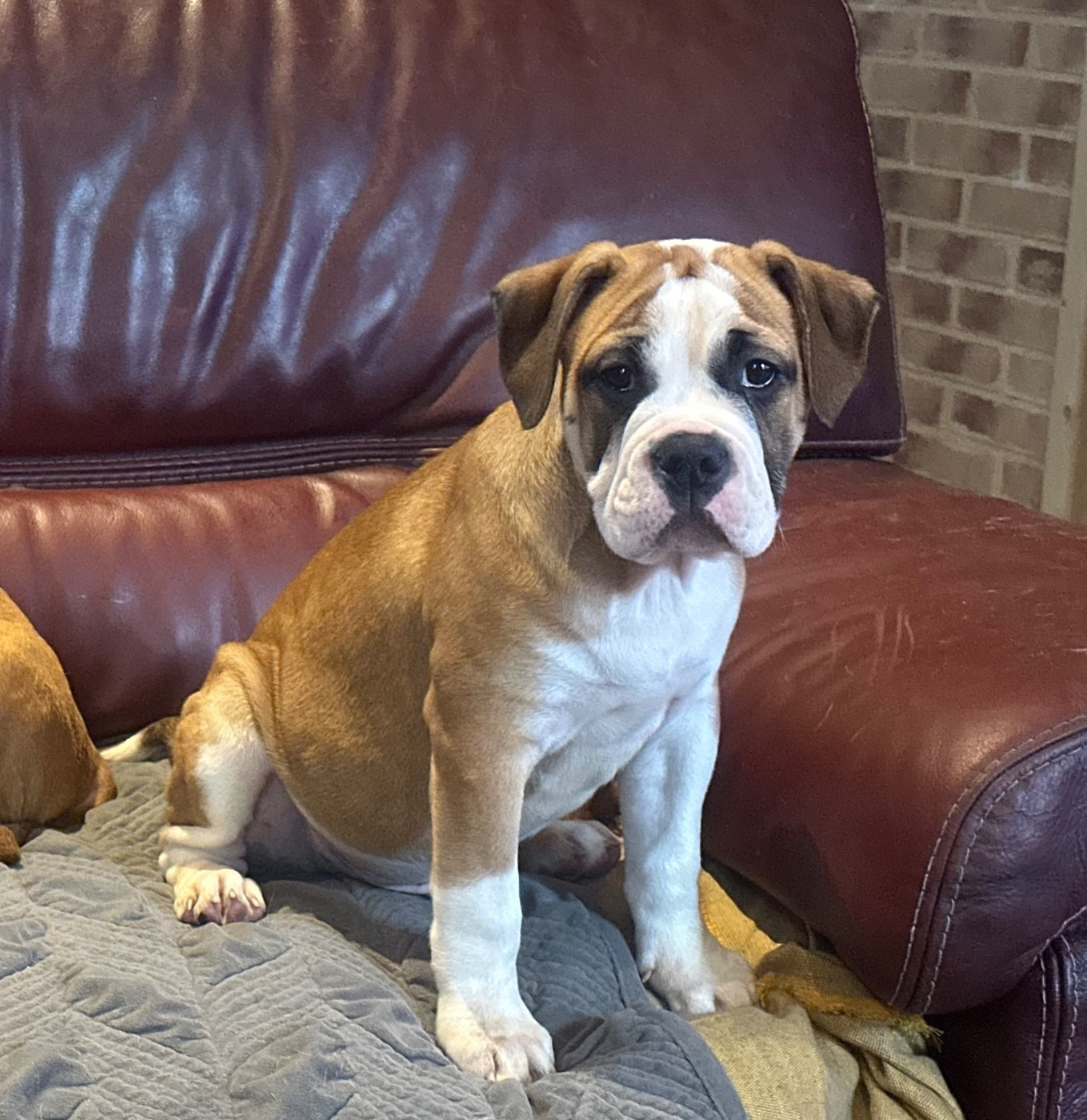 De La Roche De Balvenie - Chiots disponibles - Bulldog continental