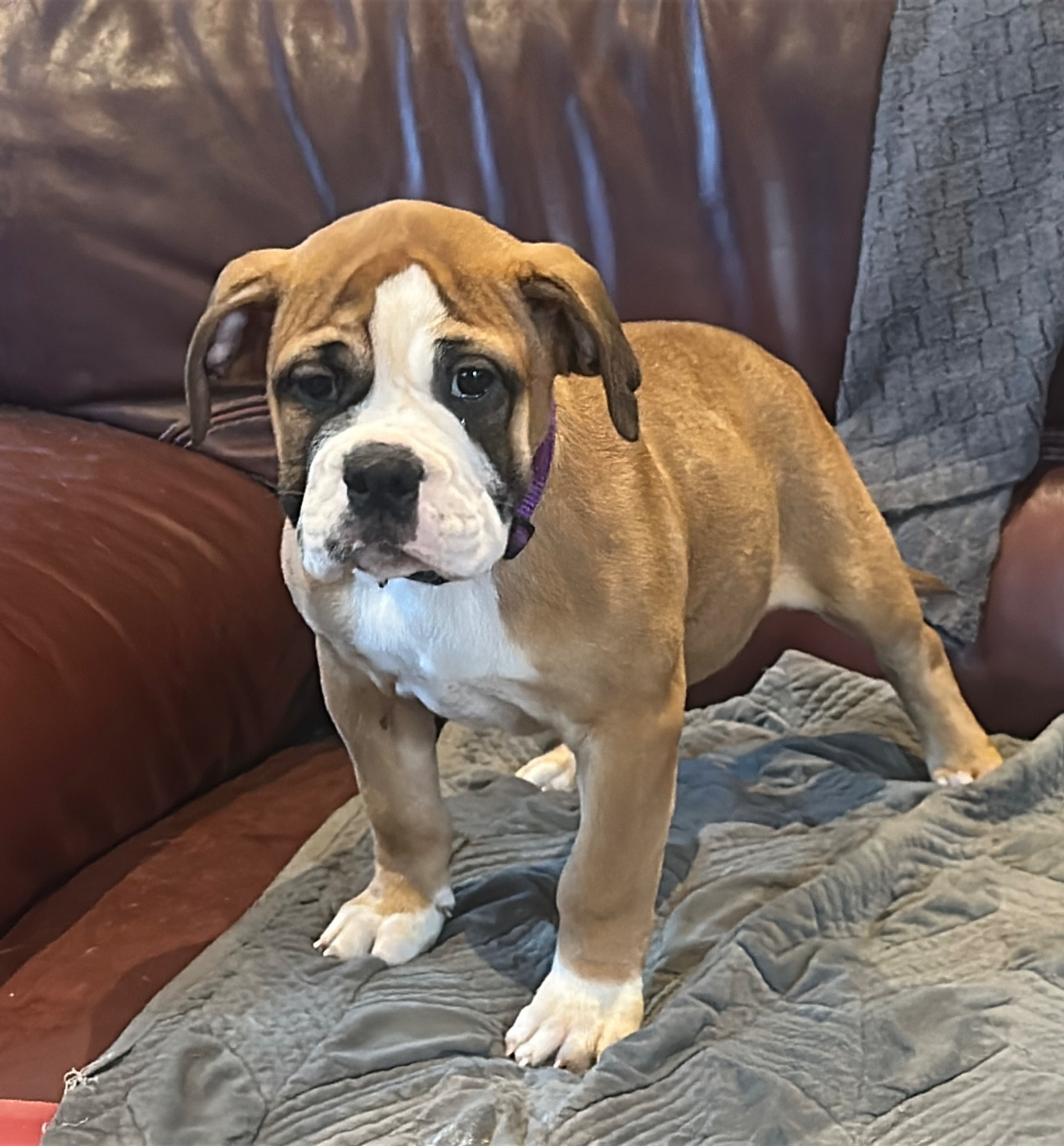 De La Roche De Balvenie - Chiots disponibles - Bulldog continental