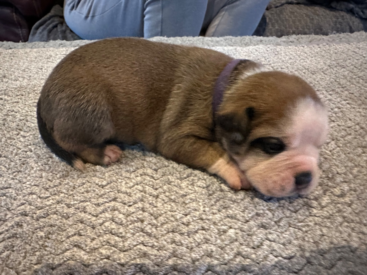 De La Roche De Balvenie - Chiots disponibles - Bulldog continental