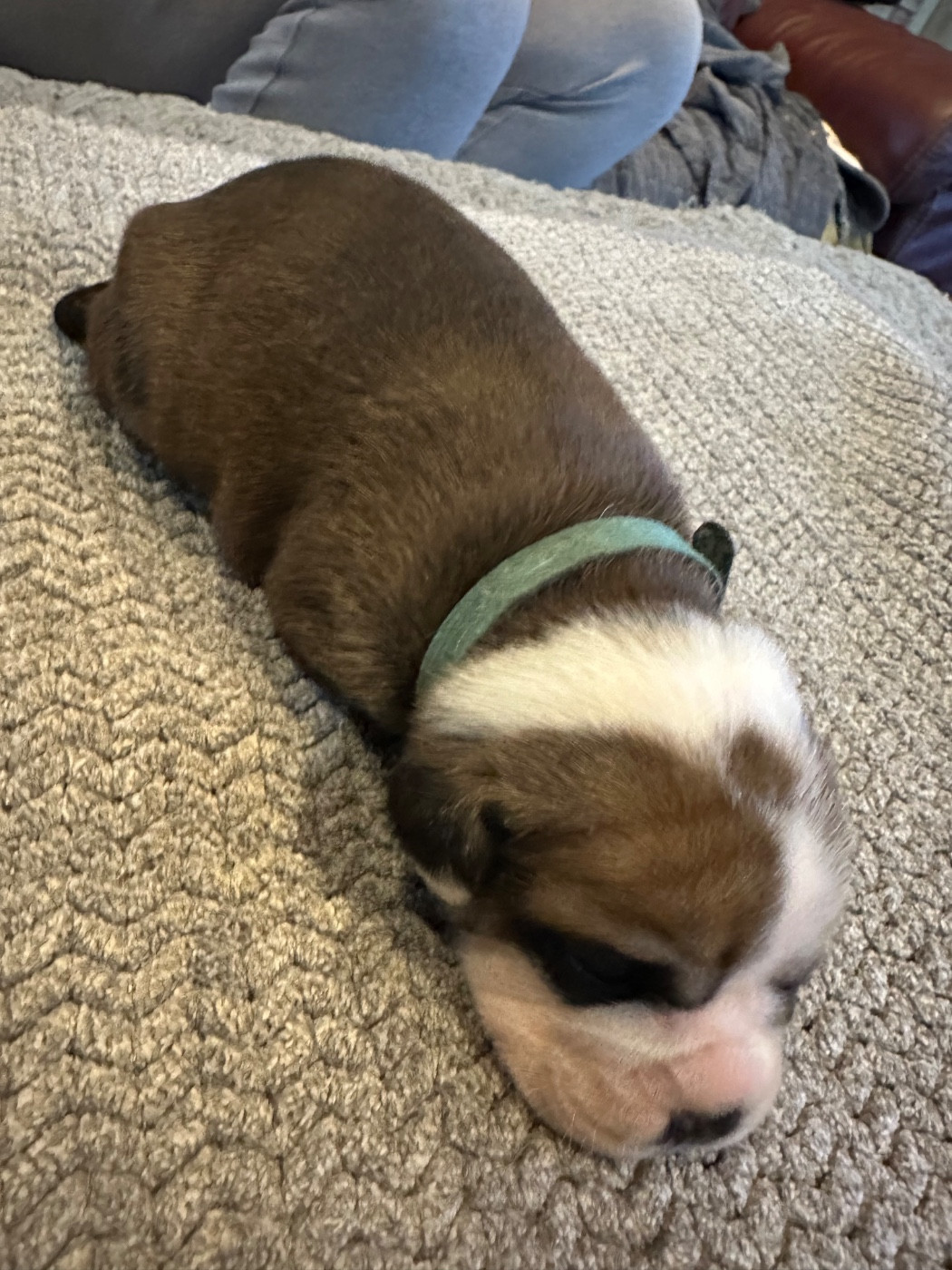 De La Roche De Balvenie - Chiots disponibles - Bulldog continental