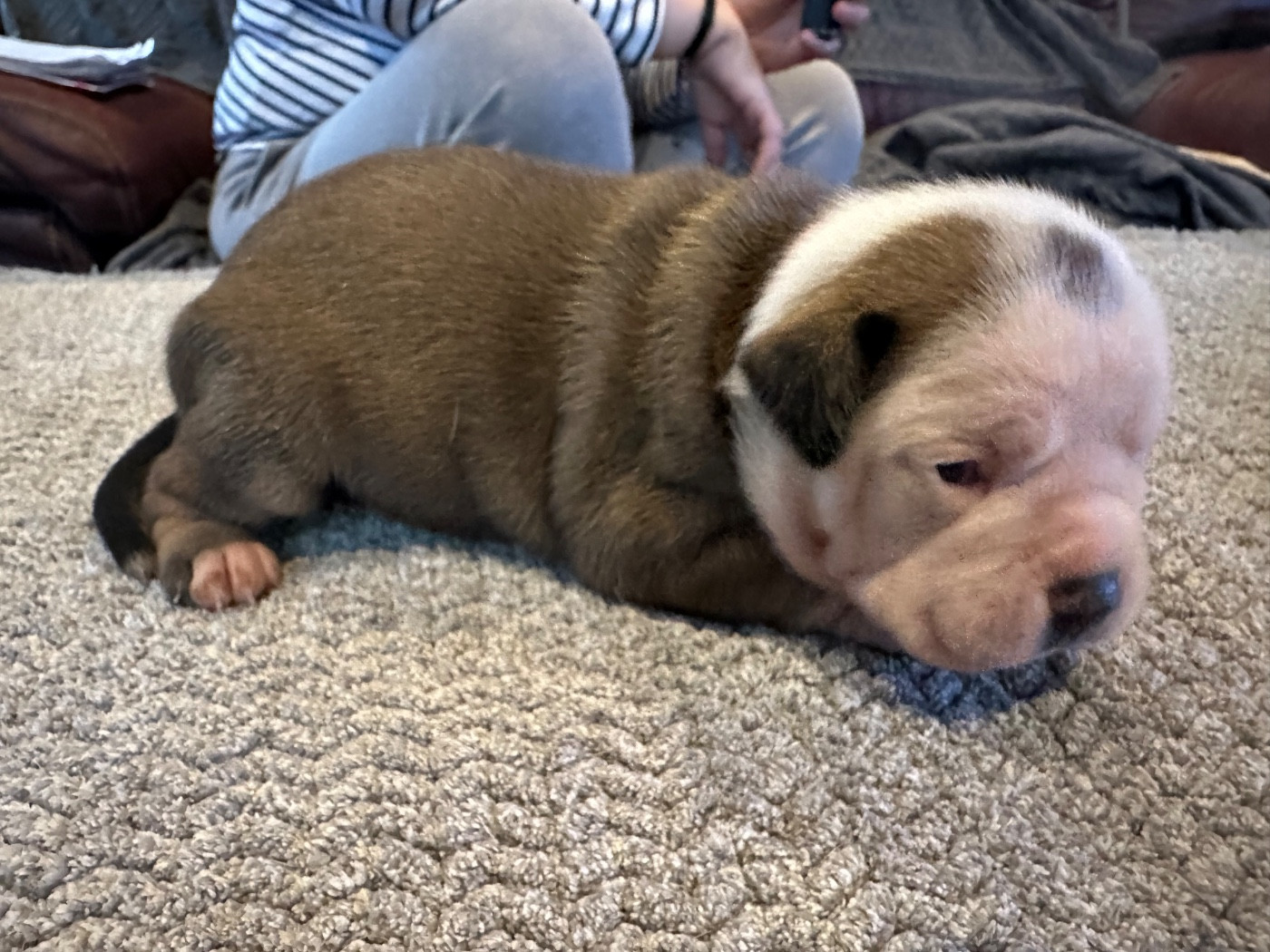 De La Roche De Balvenie - Chiots disponibles - Bulldog continental