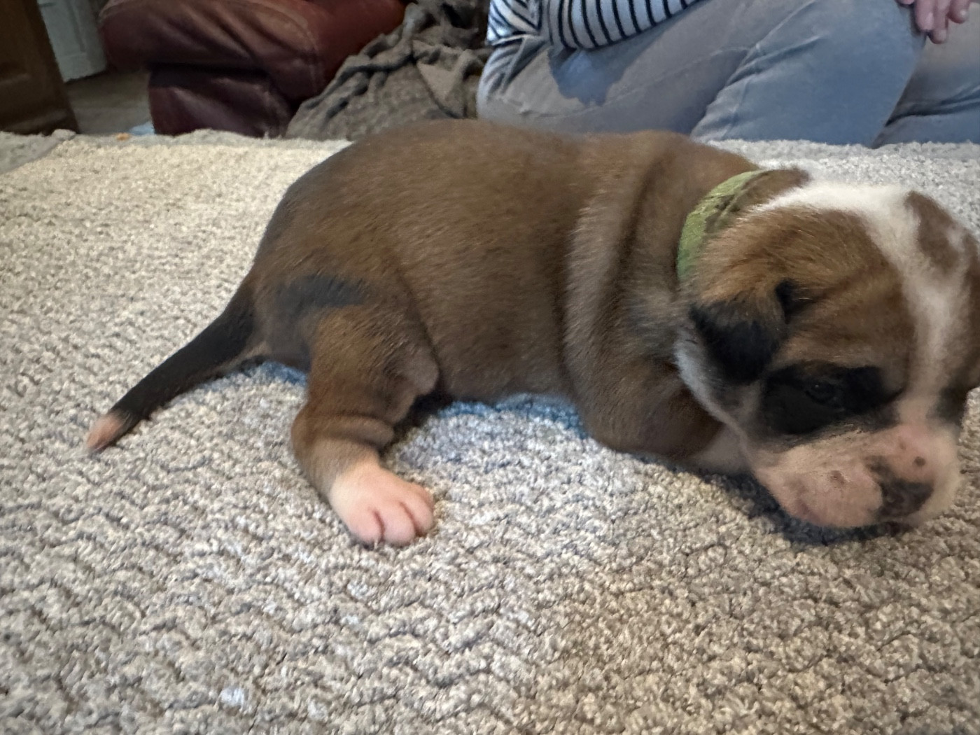 De La Roche De Balvenie - Chiots disponibles - Bulldog continental