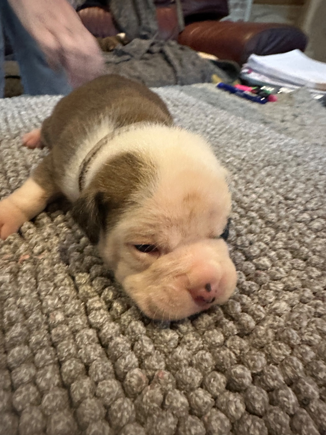 De La Roche De Balvenie - Chiots disponibles - Bulldog continental