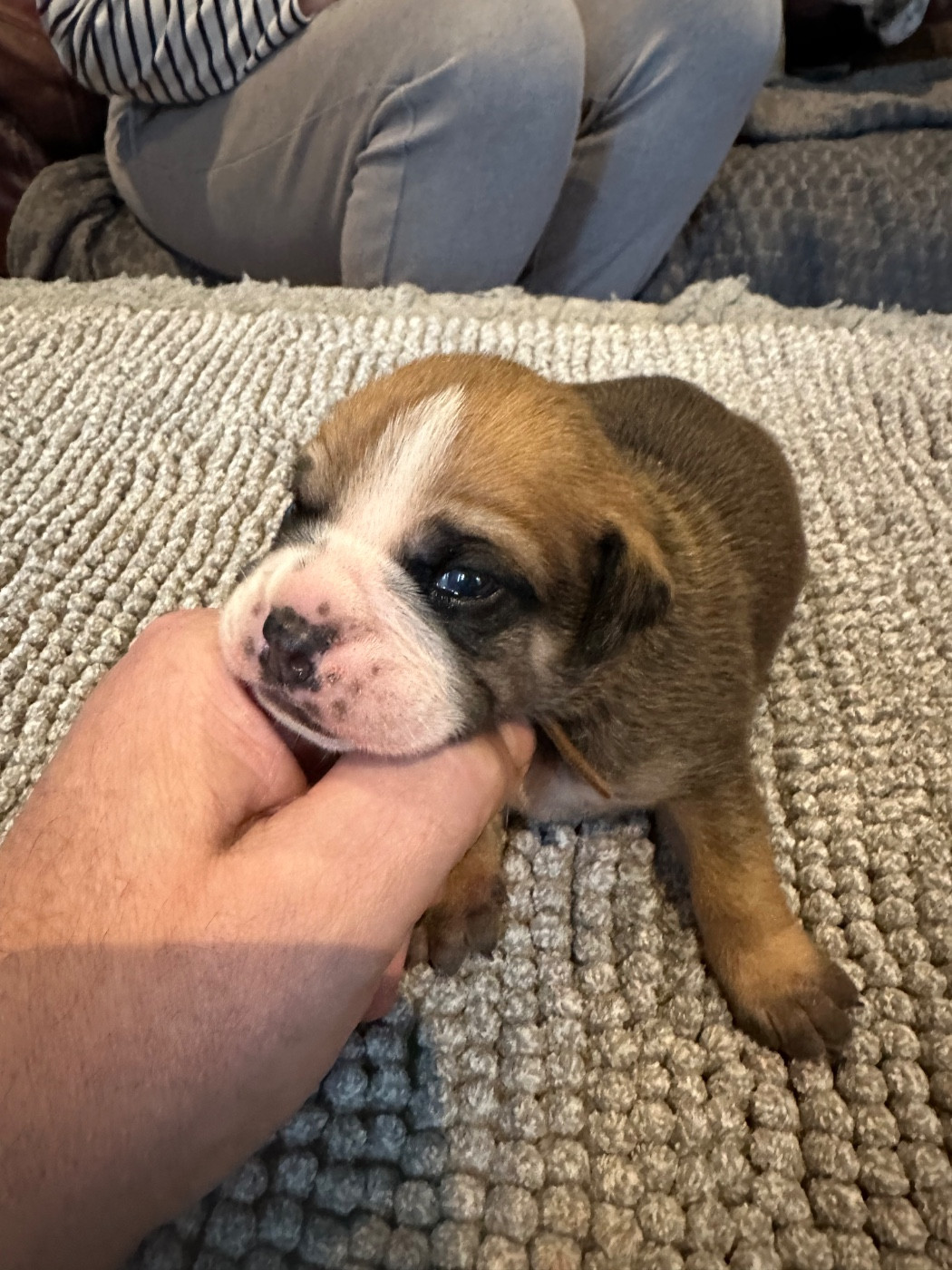 De La Roche De Balvenie - Chiots disponibles - Bulldog continental