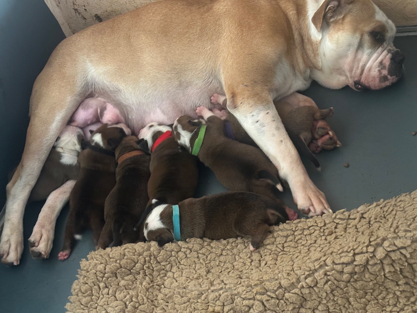 Chiot Bulldog continental De La Roche De Balvenie