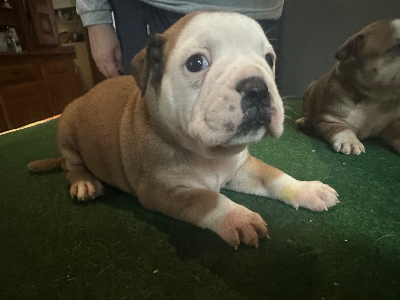 De La Roche De Balvenie - Chiots disponibles - Bulldog continental