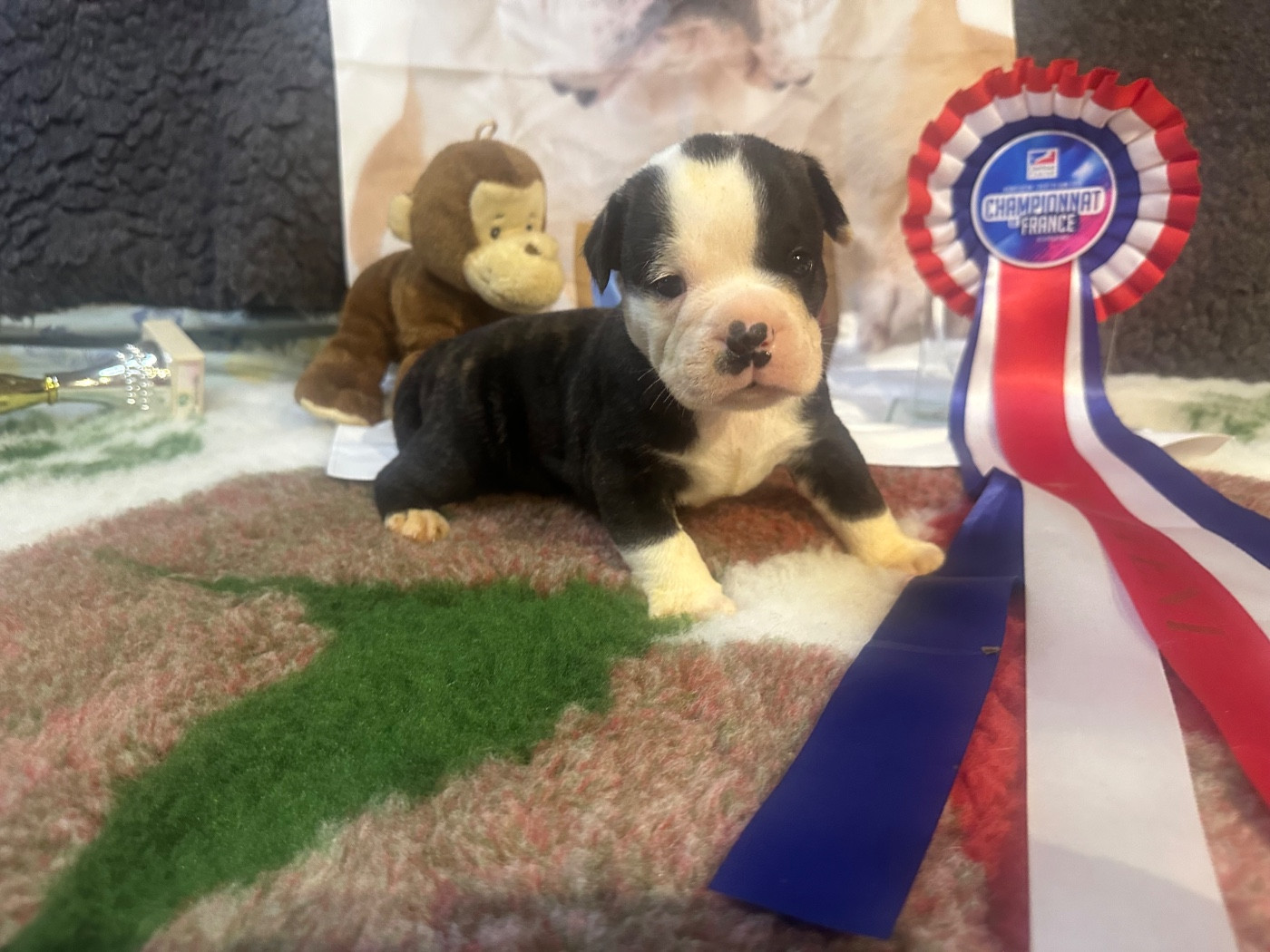 De La Roche De Balvenie - Chiots disponibles - Bulldog continental