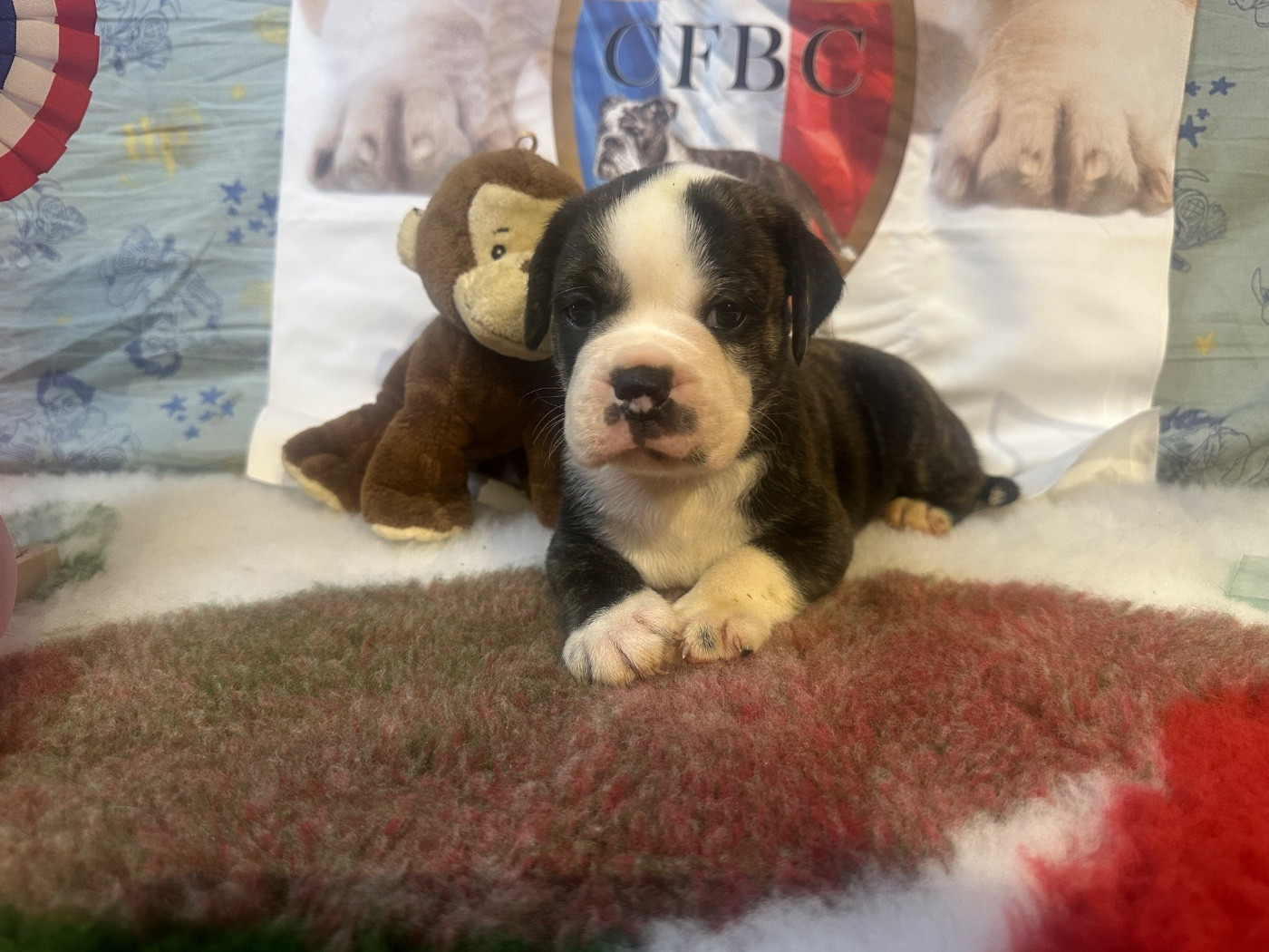 De La Roche De Balvenie - Chiots disponibles - Bulldog continental
