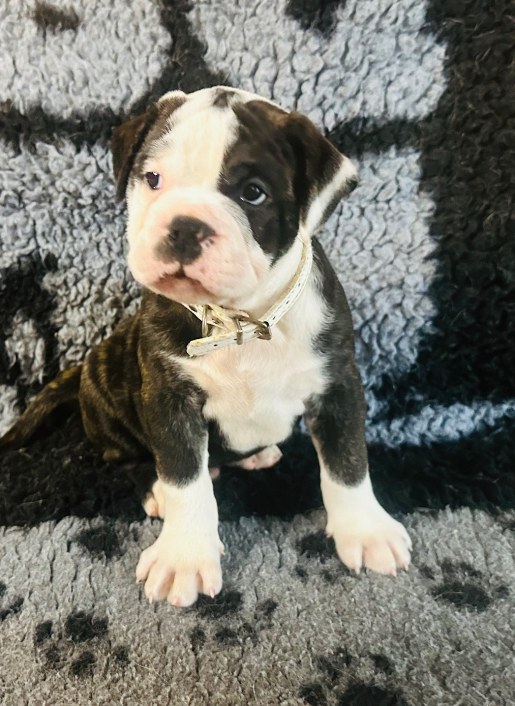 De La Roche De Balvenie - Chiots disponibles - Bulldog continental