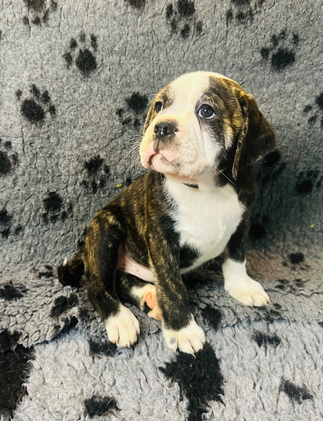 De La Roche De Balvenie - Chiots disponibles - Bulldog continental
