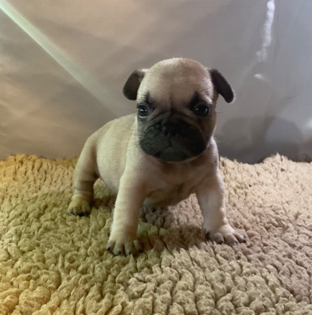 De La Roche De Balvenie - Chiots disponibles - Bouledogue français