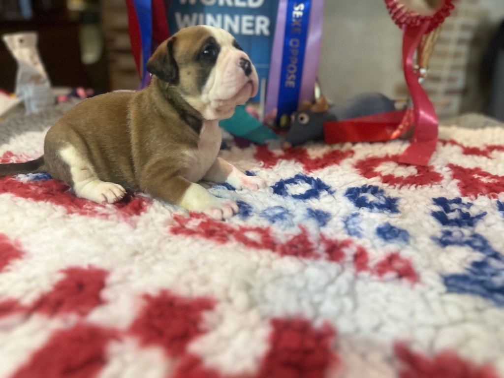 De La Roche De Balvenie - Chiots disponibles - Bulldog continental