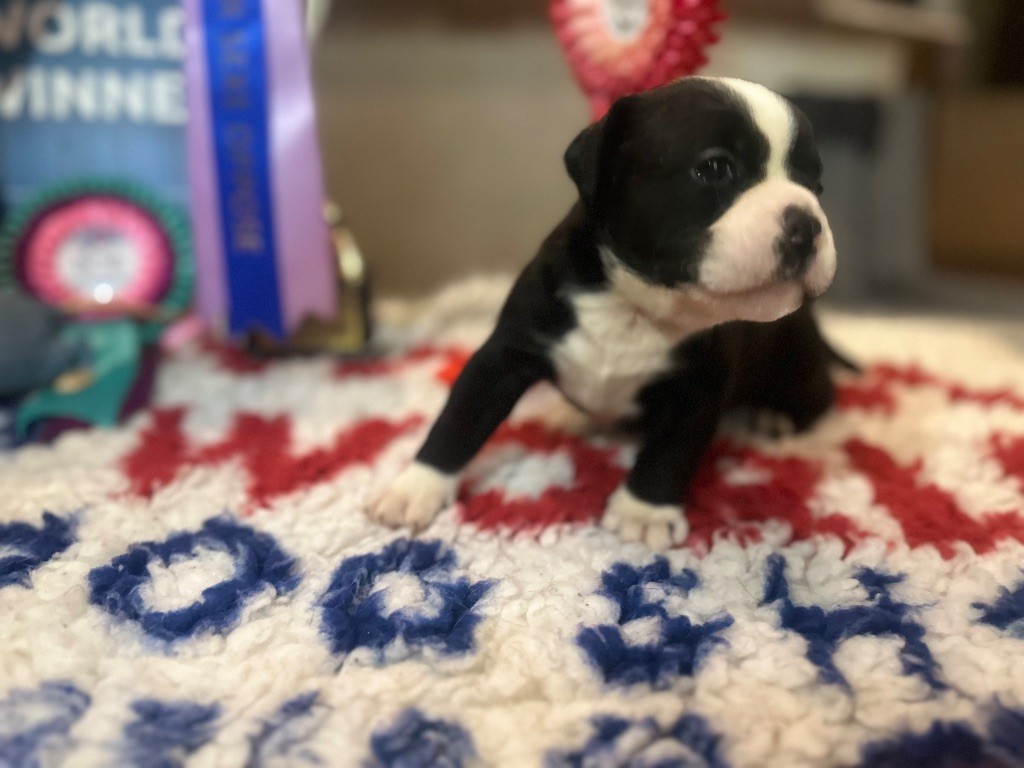 De La Roche De Balvenie - Chiots disponibles - Bulldog continental