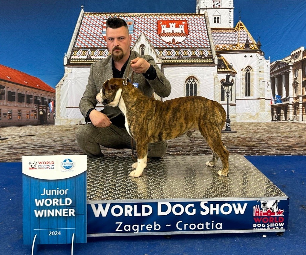 De La Roche De Balvenie - Bulldog continental - Portée née le 28/10/2022