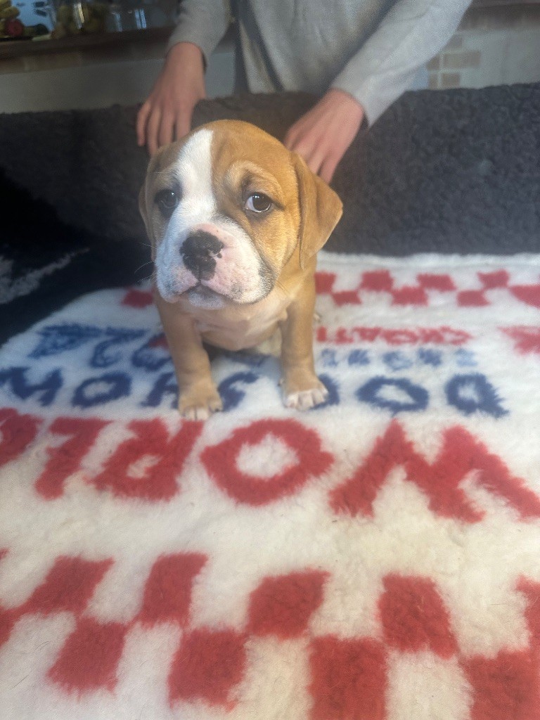 De La Roche De Balvenie - Chiots disponibles - Bulldog continental