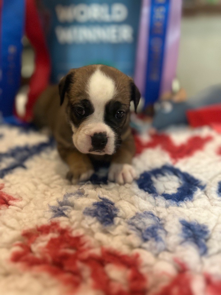 De La Roche De Balvenie - Chiots disponibles - Bulldog continental