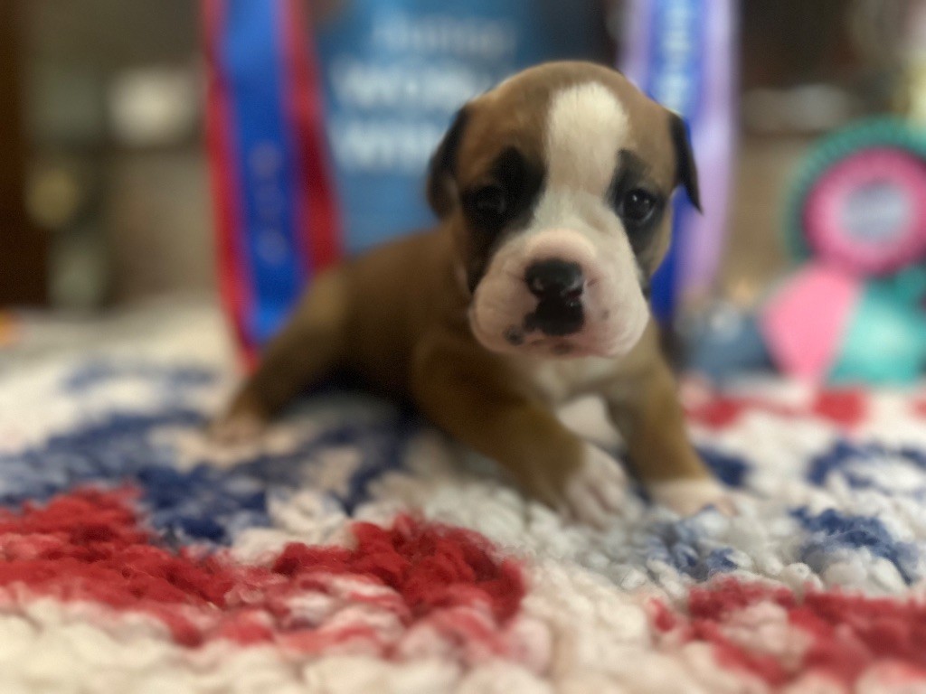 De La Roche De Balvenie - Chiots disponibles - Bulldog continental