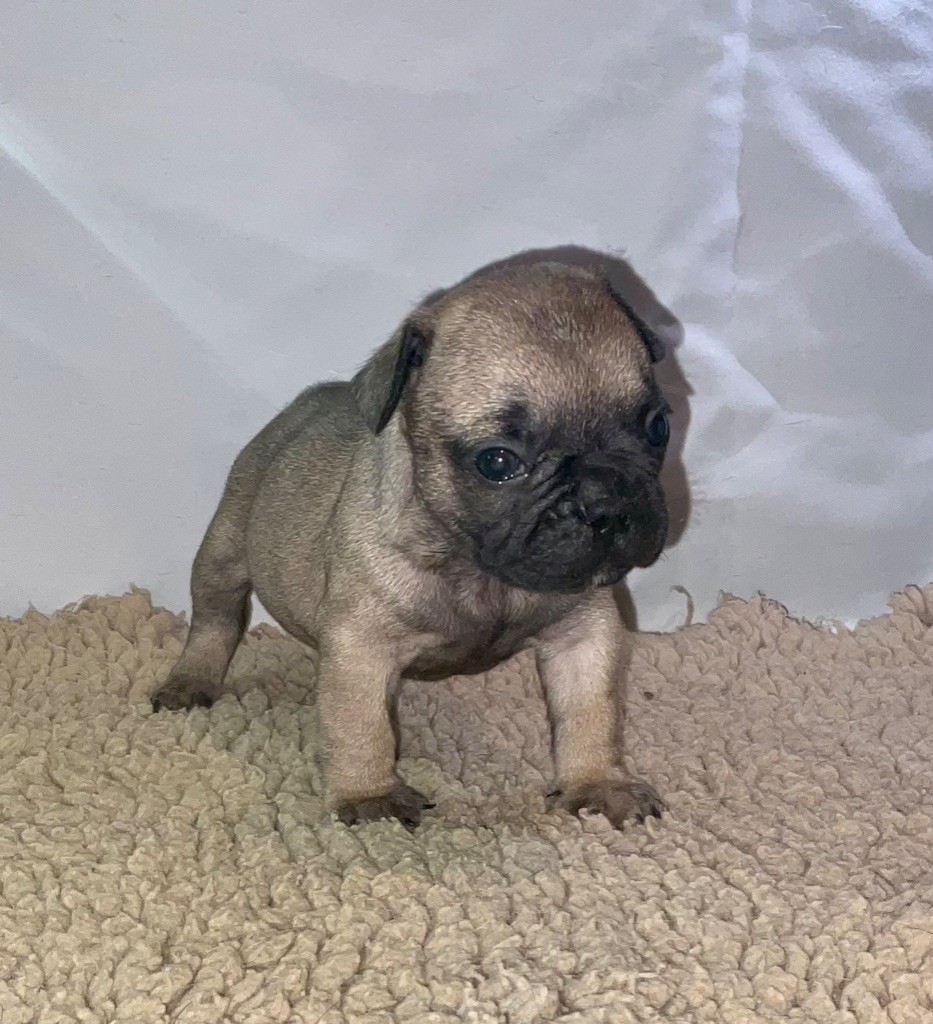 De La Roche De Balvenie - Chiots disponibles - Bouledogue français