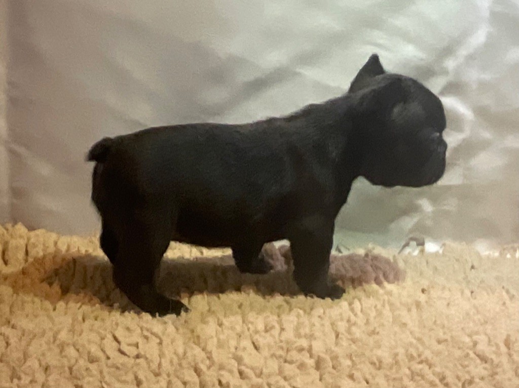 De La Roche De Balvenie - Chiots disponibles - Bouledogue français