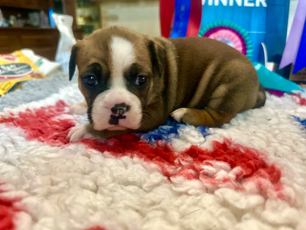 De La Roche De Balvenie - Chiots disponibles - Bulldog continental